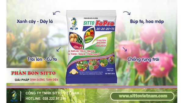 SITTO FOPRO 20-20-20+TE – XANH CÂY, DÀY LÁ, TRÁI LỚN, SÁNG DA, CHỐNG RỤNG TRÁI