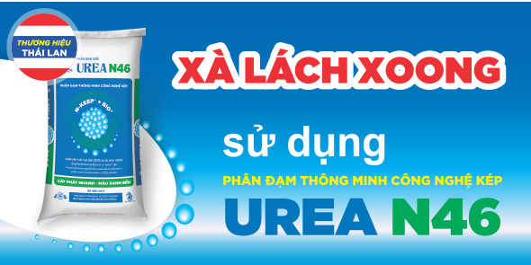 Hiệu Quả Sử Dụng Đạm Công Nghệ Sitto Urea N46 Cho Trên Rau Xà Lách Xoong | SITTO eShop