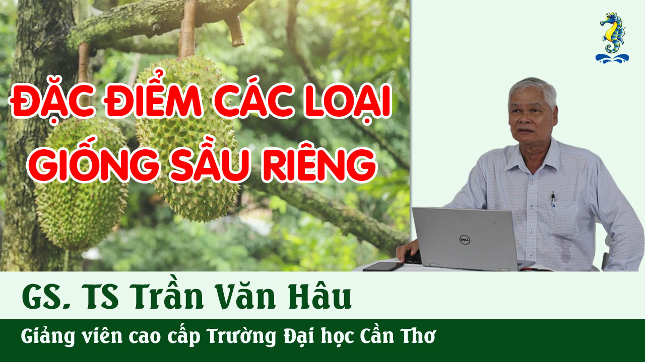 Kỹ Thuật Canh Tác Cây Sầu Riêng - Đặc Điểm Các Loại Giống | SITTO eShop