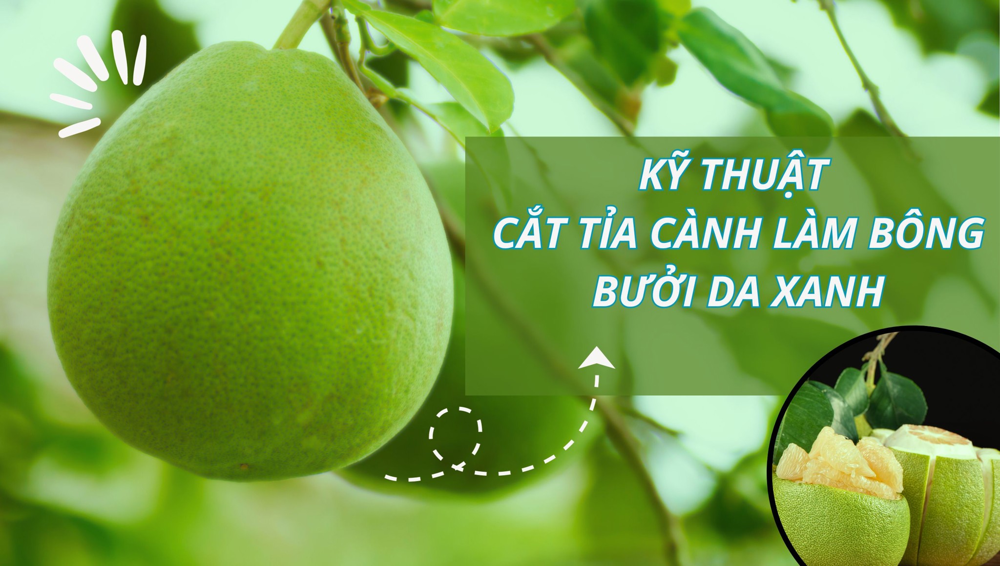 Kỹ thuật cắt tỉa cành làm bông bưởi da xanh