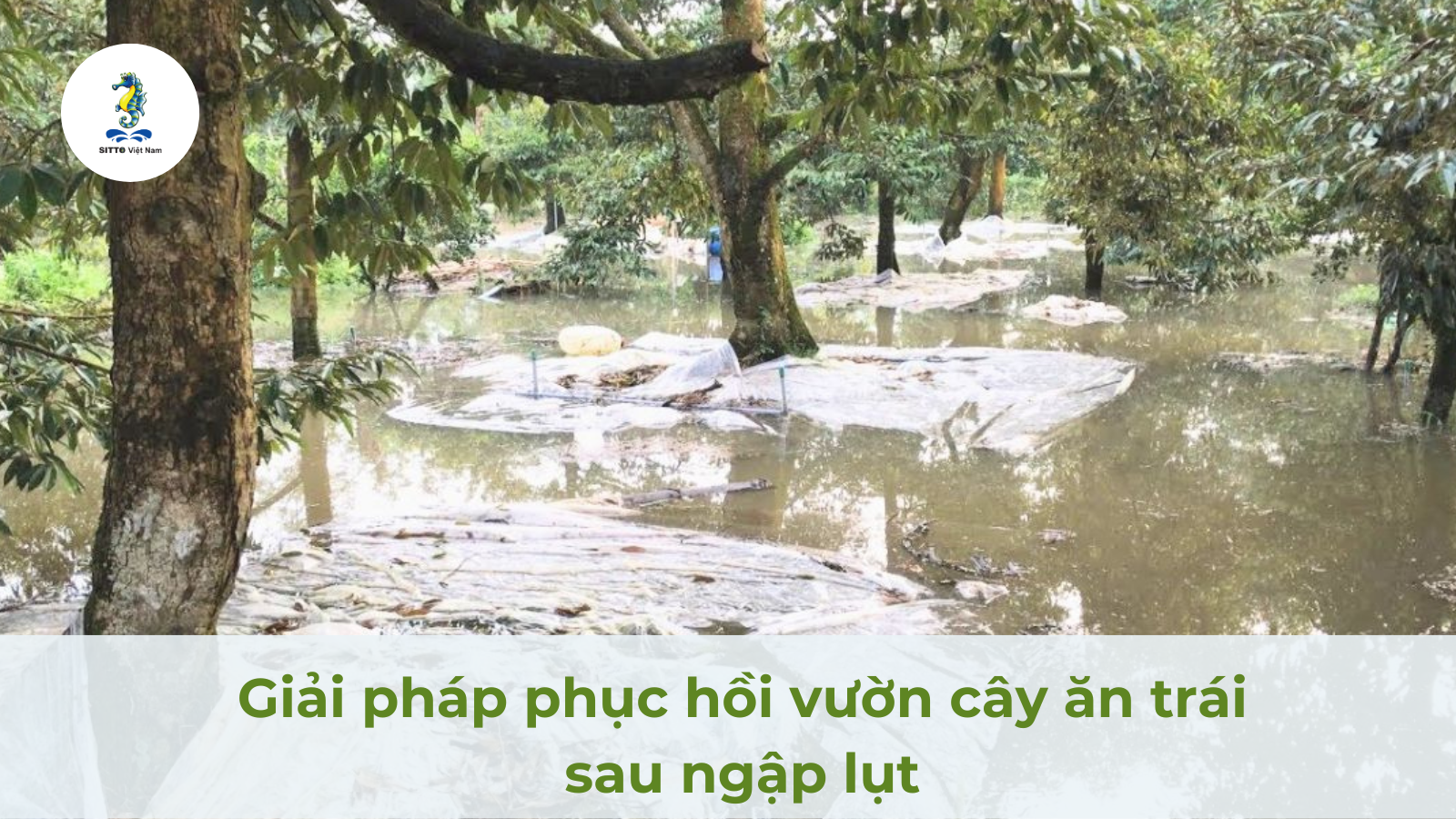 Biện pháp khắc phục và phục hồi vườn cây ăn trái sau ngập lụt