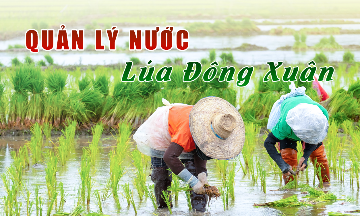 Quản Lý Nước Cho Cây Lúa Đúng Cách Tăng Năng Suất Lúa  | SITTO eShop