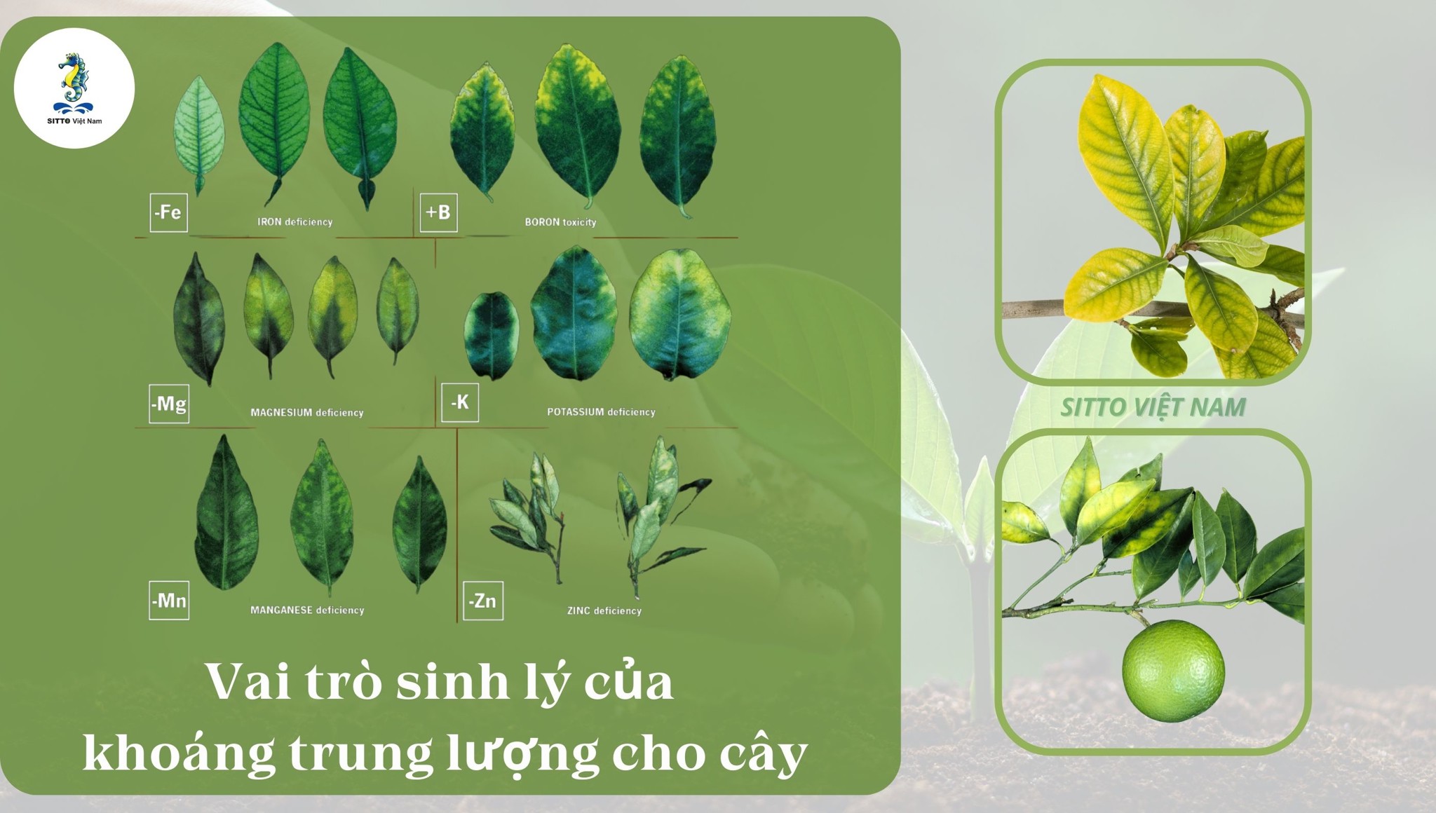 Vai trò sinh lý của khoáng trung lượng cho cây cam, quýt, bưởi