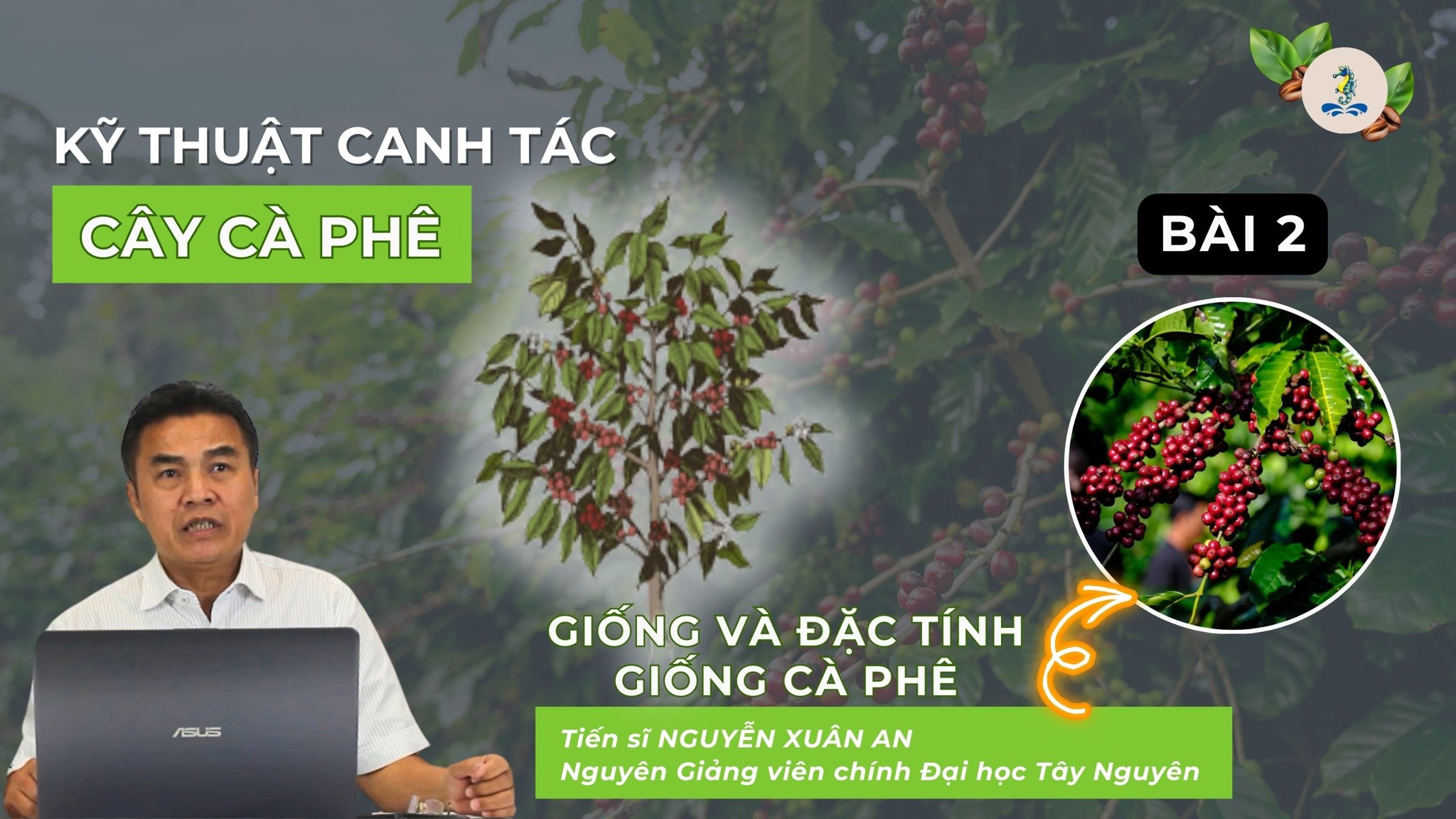 Giống và đặc tính giống cà phê | Kỹ thuật canh tác cây cà phê