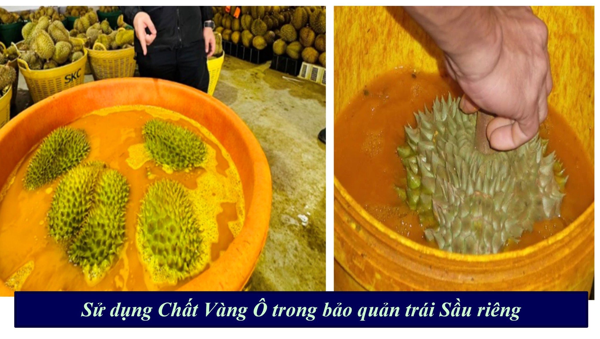 TÌM HIỂU VỀ CHẤT “AURAMINE O” (Chất Vàng Ô) ĐƯỢC ỨNG DỤNG TRONG BẢO QUẢN NÔNG SẢN