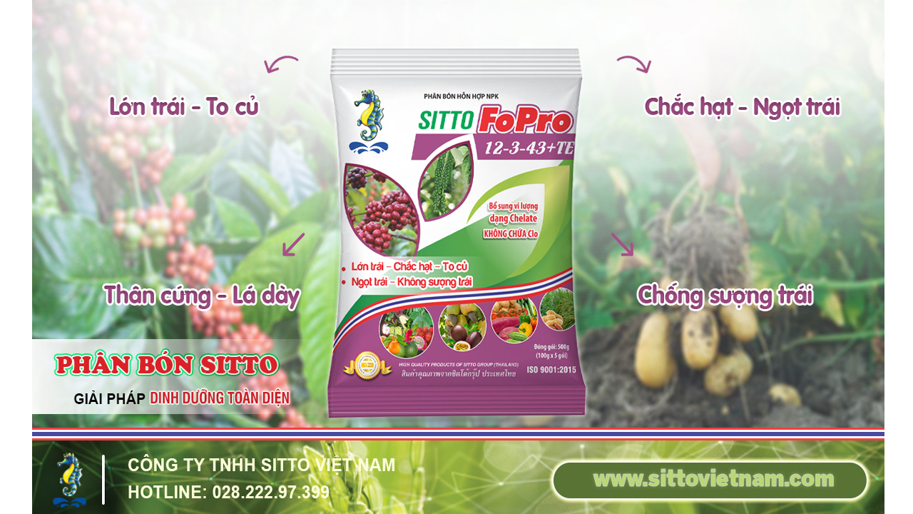 SITTO FOPRO 12-3-43+TE – CỦ TO, LỚN TRÁI, CHẮC HẠT, NGỌT TRÁI, CHỐNG SƯỢNG TRÁI