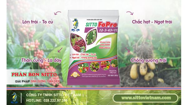 SITTO FOPRO 12-3-43+TE – CỦ TO, LỚN TRÁI, CHẮC HẠT, NGỌT TRÁI, CHỐNG SƯỢNG TRÁI