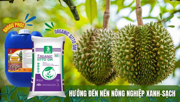 CÁC VI SINH VẬT THÍCH HỢP CHO VIỆC TRỒNG SẦU RIÊNG VÀ VAI TRÒ CỦA CHÚNG