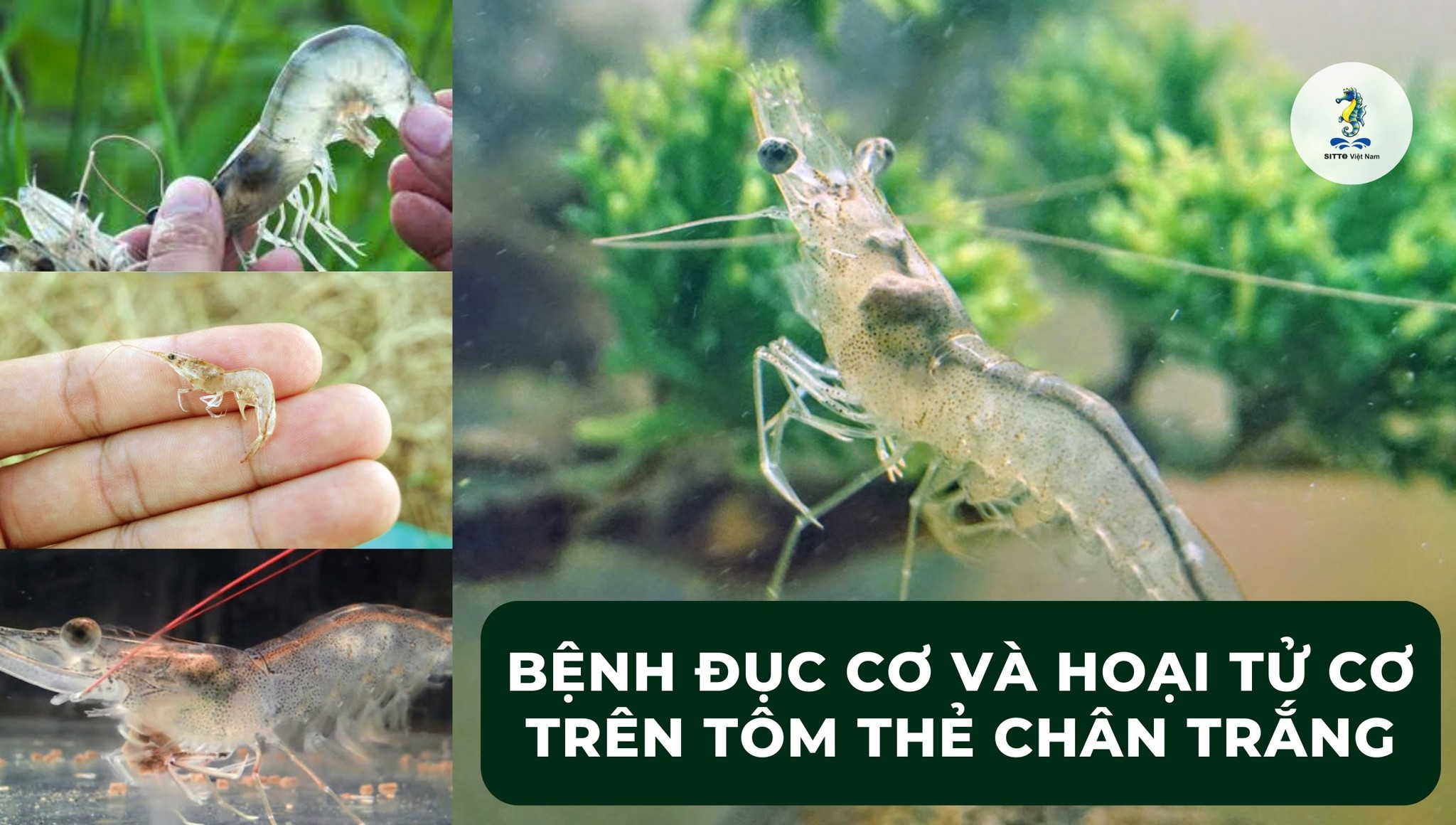 Phân biệt bệnh đục cơ và hoại tử cơ trên tôm thẻ chân trắng