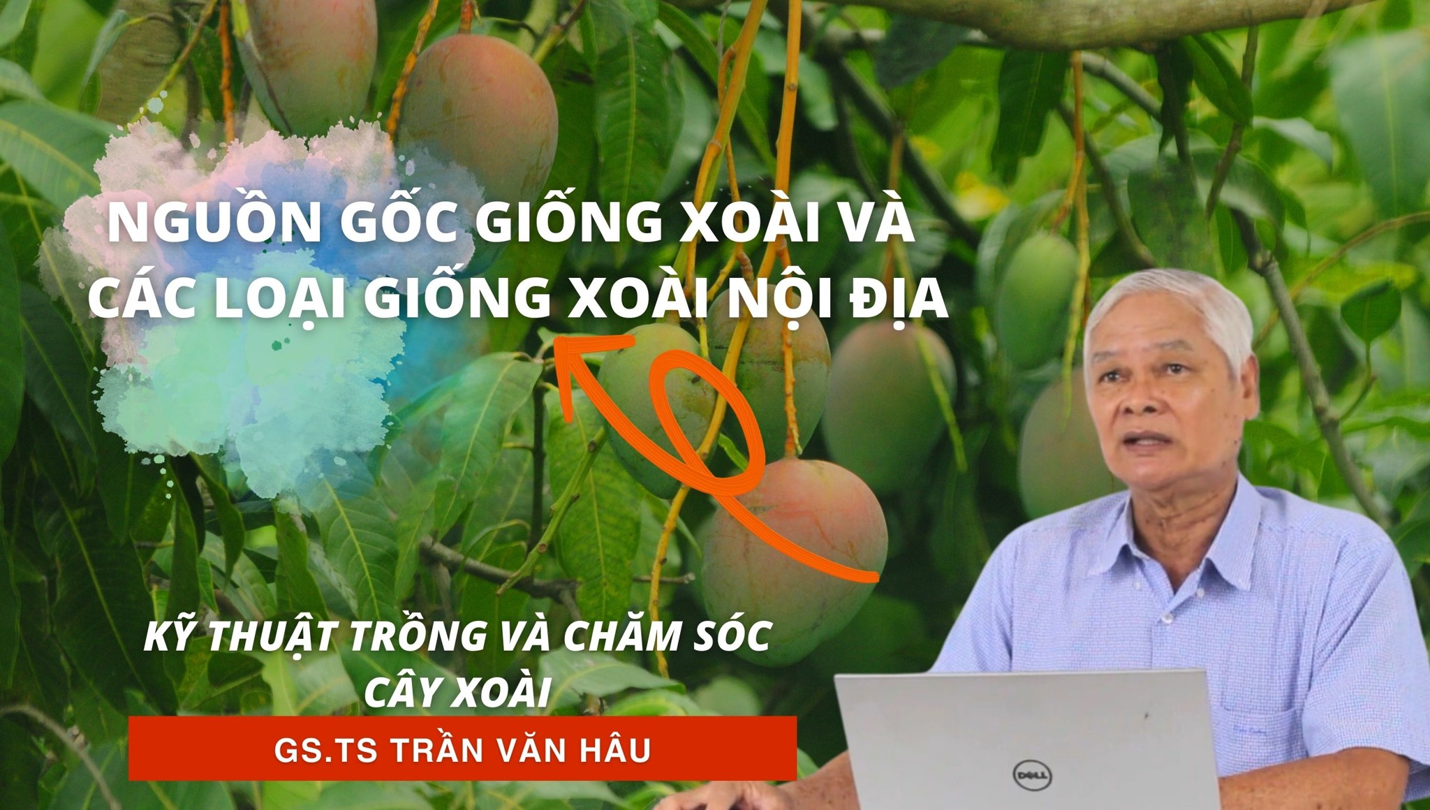 Nguồn gốc giống Xoài và các loại giống Xoài nội địa  | Kỹ thuật trồng và chăm sóc Xoài
