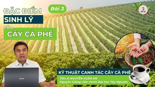 Đặc điểm sinh lý của cây cà phê | Kỹ thuật canh tác cây cà phê