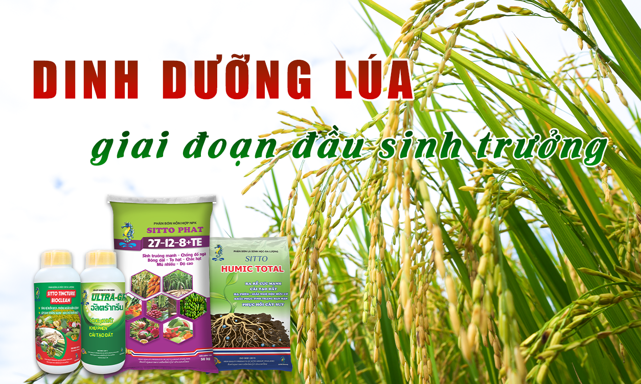 Dinh Dưỡng Lúa - Giai Đoạn Đầu Sinh Trưởng | SITTO eShop