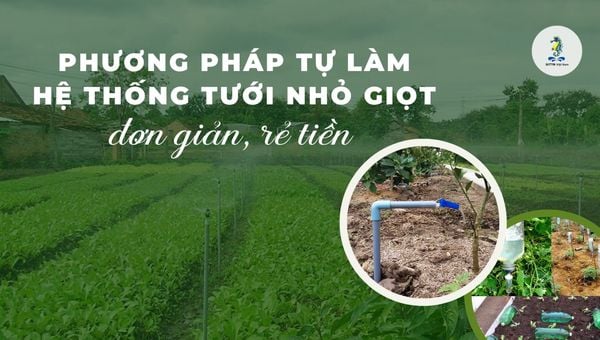 Phương pháp tự làm hệ thống tưới nhỏ giọt đơn giản, rẻ tiền