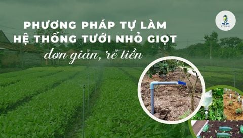Phương pháp tự làm hệ thống tưới nhỏ giọt đơn giản, rẻ tiền