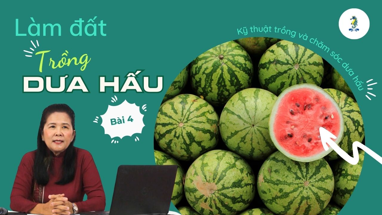 Làm đất trồng dưa hấu | Kỹ thuật trồng và chăm sóc dưa hấu