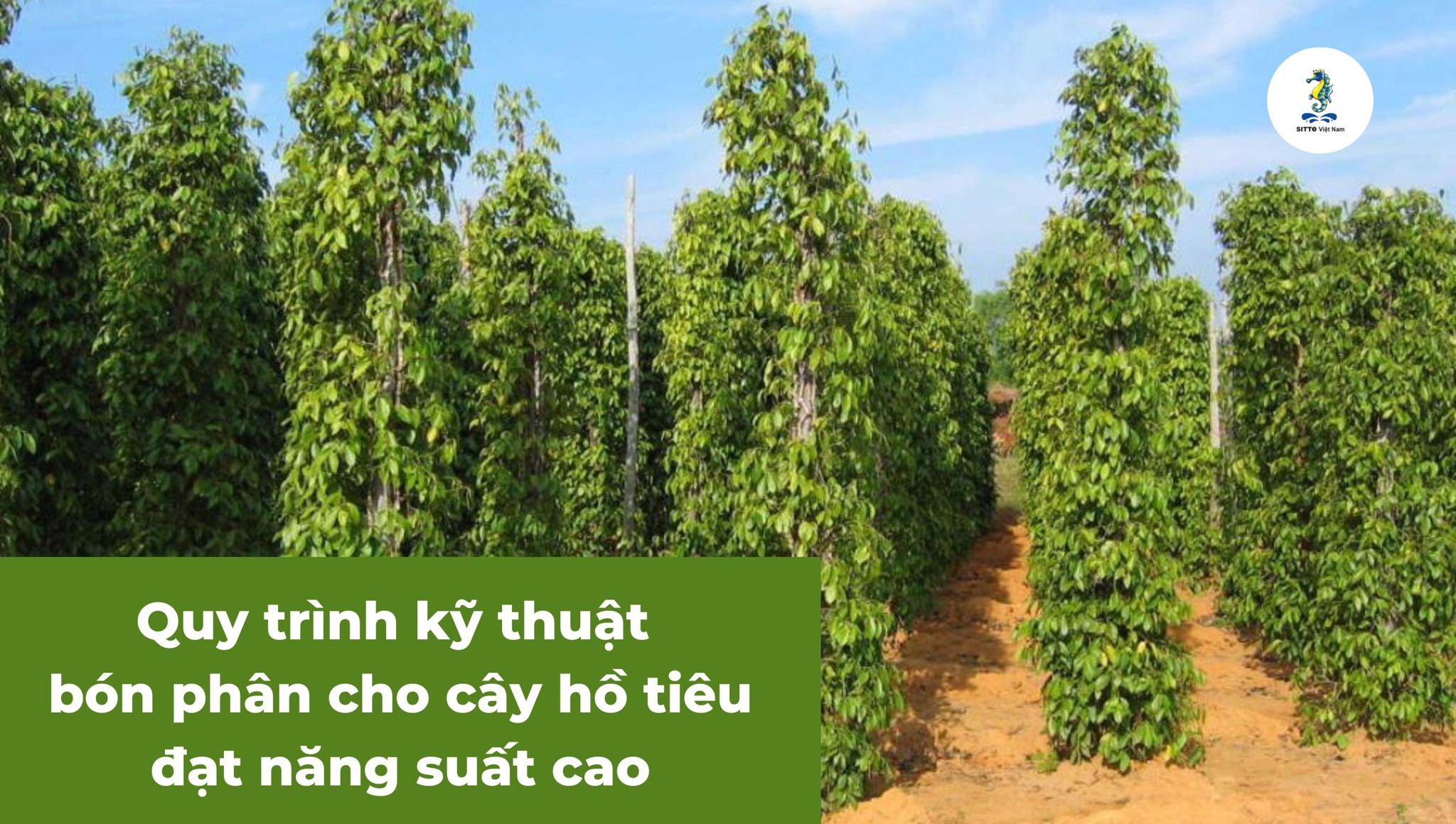 Quy trình kỹ thuật bón phân cho cây hồ tiêu đạt năng suất cao