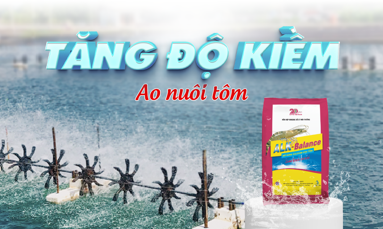 Quản lý độ kiềm trong ao nuôi tôm và cách tăng độ kiềm