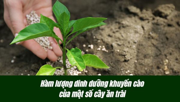 Hàm lượng dinh dưỡng khuyến cáo sau phân tích đất của một số cây ăn trái