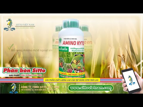 AMINO KYTO - PHÂN BÓN LÁ SINH HỌC GIÚP TRỔ BÔNG ĐỀU