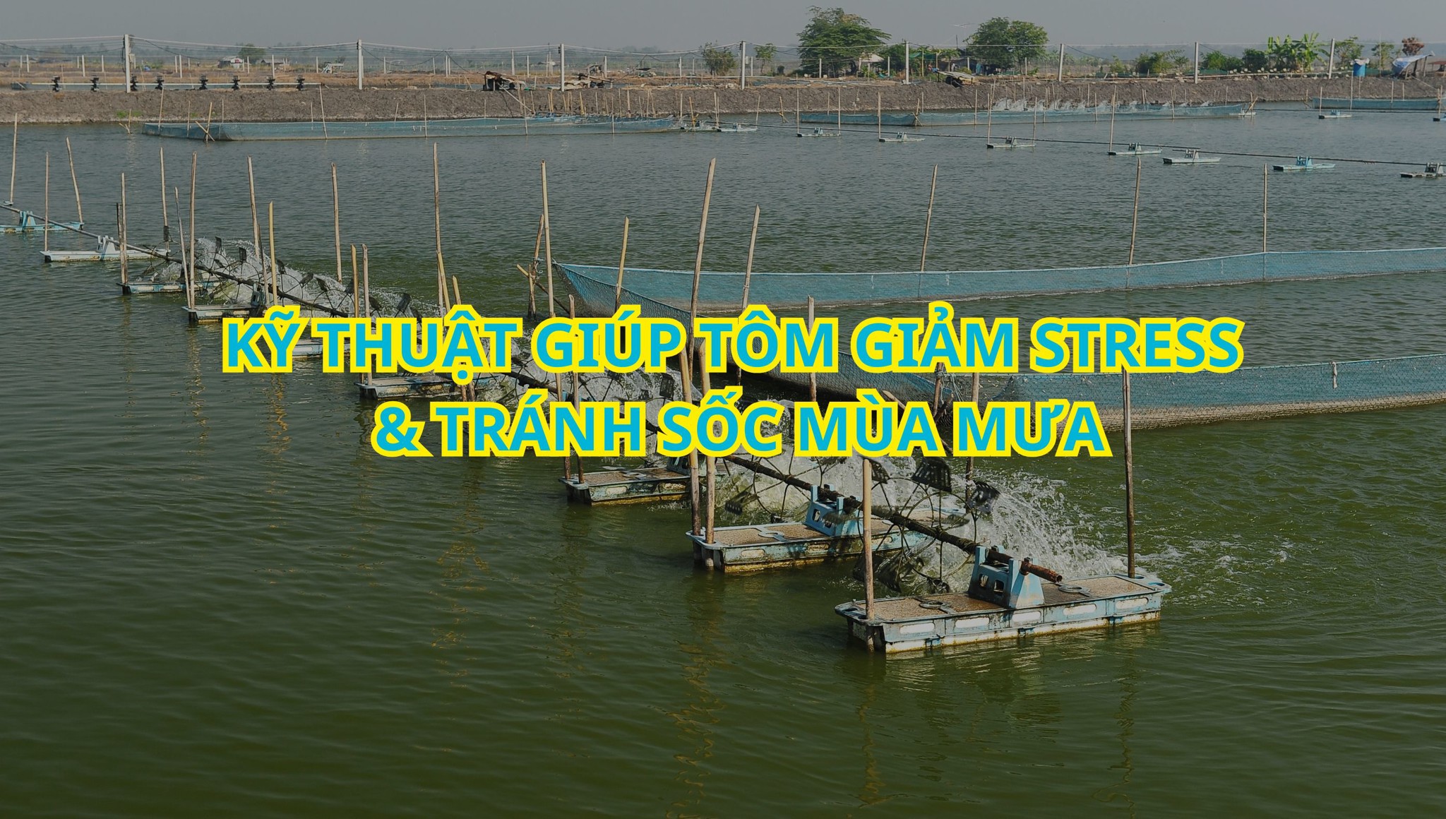 Kỹ thuật giúp tôm giảm stress & tránh sốc mùa mưa