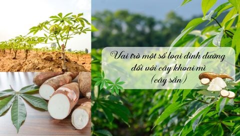 Vai trò một số loại dinh dưỡng đối với cây khoai mì (sắn)