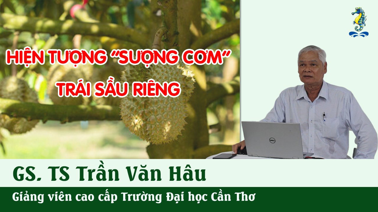 Kỹ Thuật Canh Tác Sầu Riêng - Hiện Tượng Sượng Cơm Sầu Riêng | SITTO eShop