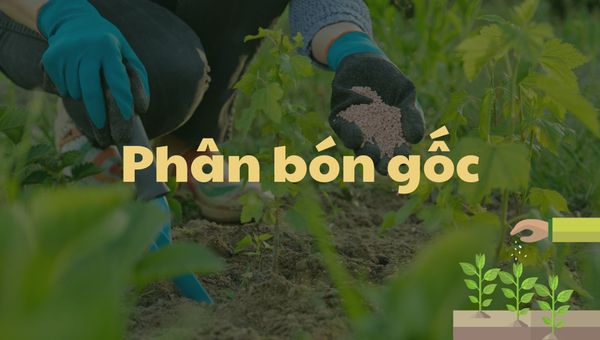 Phân bón gốc - Kiến thức cơ bản và kỹ thuật bón phân đúng cách