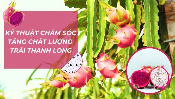 Kỹ thuật chăm sóc tăng chất lượng trái thanh long