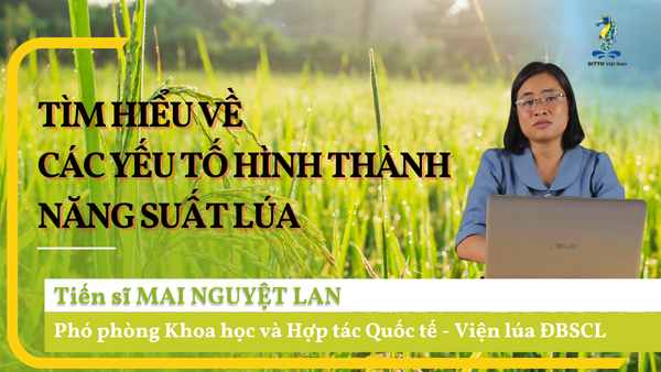 Sitto Academy - Kỹ thuật canh tác lúa năng suất cao, hiệu quả