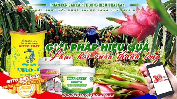 Kỹ thuật phục hồi cây thanh long suy kiệt hiệu quả