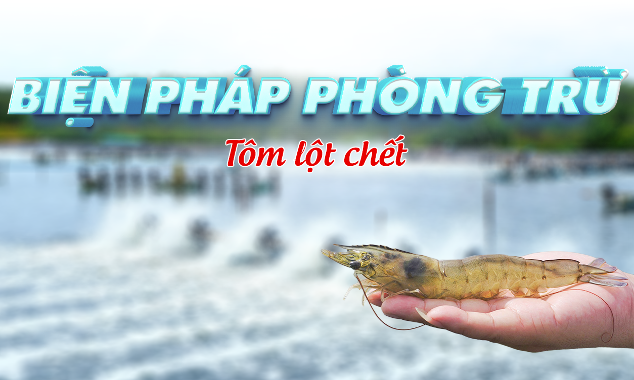 Biện Pháp Phòng Trừ & Xử Lý Hiện Tượng Tôm Lột Chết | SITTO eShop