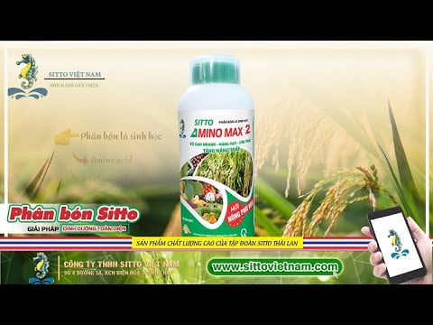 SITTO AMINO MAX 2 (NÔNG PHÚ 666) - VÔ GẠO NHANH, CHẮC HẠT, TĂNG NĂNG SUẤT