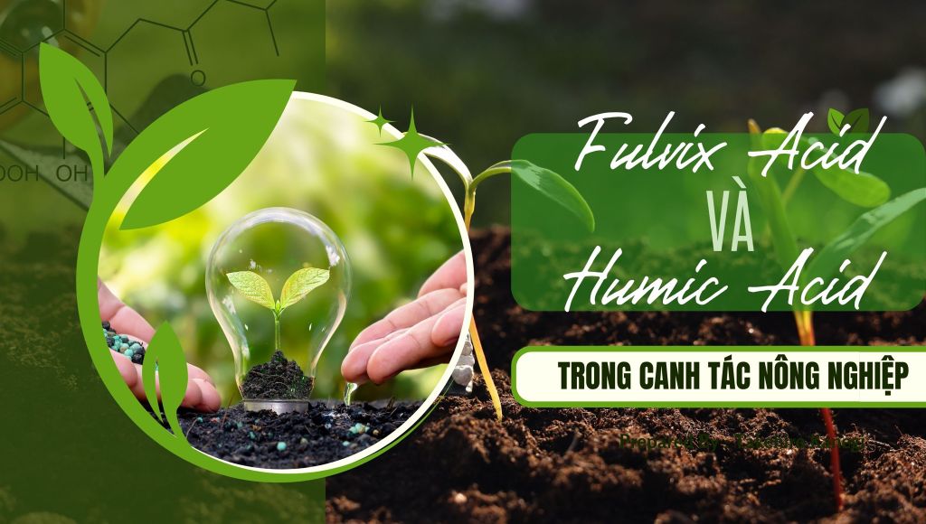 Fulvic Acid và Humic Acid trong canh tác nông nghiệp