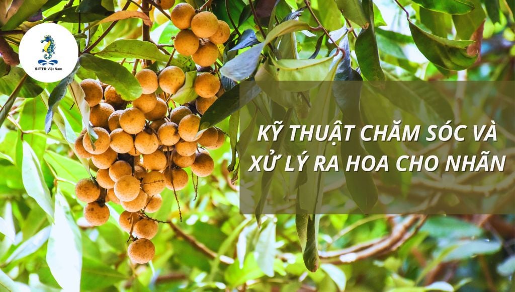 Kỹ thuật chăm sóc và xử lý ra hoa cho nhãn