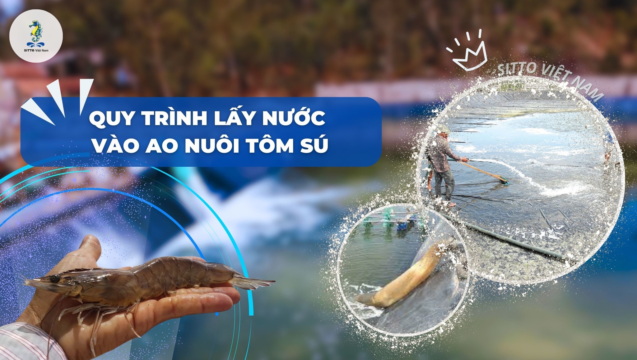 Hướng dẫn quy trình lấy nước vào ao nuôi tôm sú đơn giản, hiệu quả