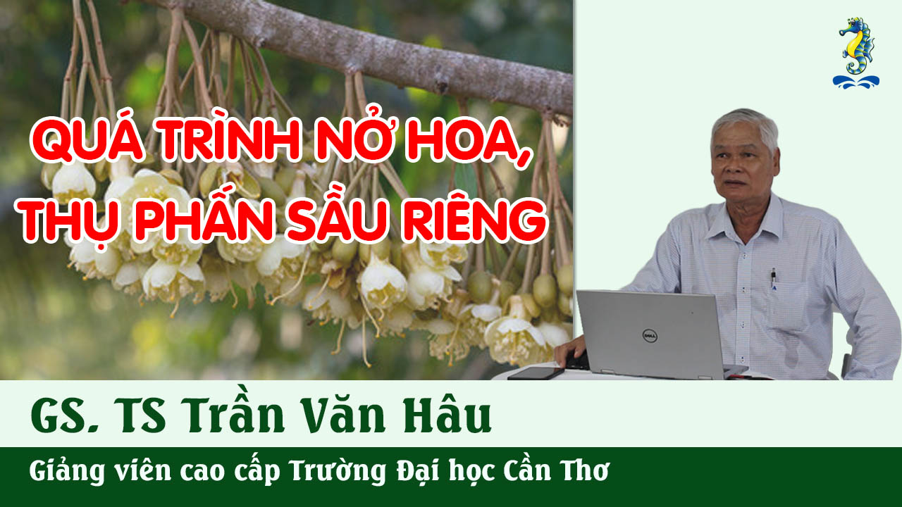 Kỹ Thuật Canh Tác Cây Sầu Riêng - Quá Trình Hoa Nở, Thụ Phấn | SITTO eShop