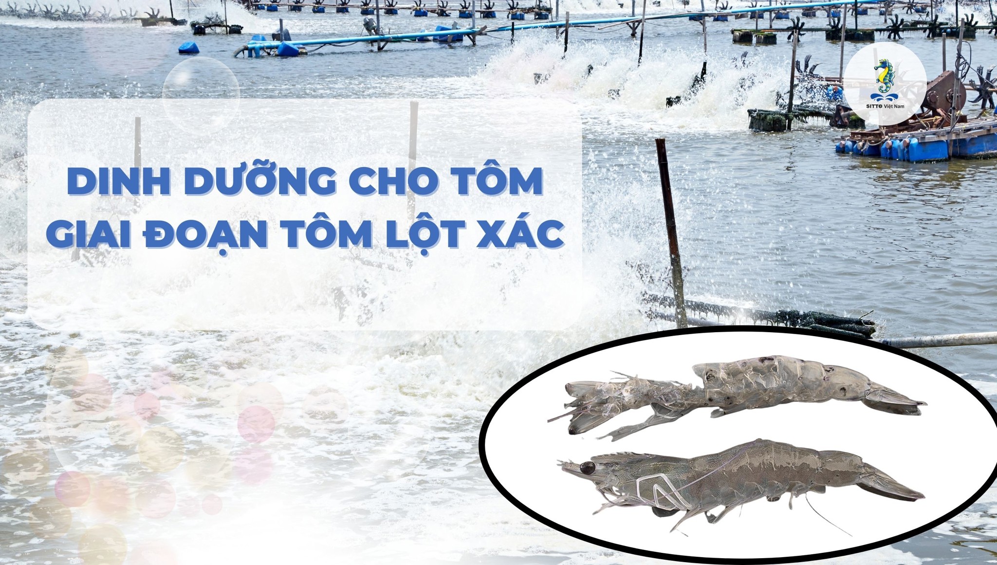 Quản lý dinh dưỡng cho tôm trong quá trình tôm lột xác