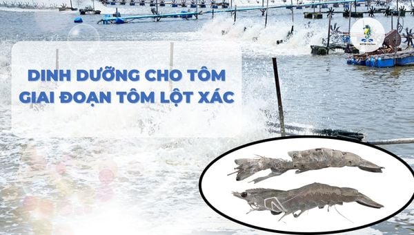 Quản lý dinh dưỡng cho tôm trong quá trình tôm lột xác
