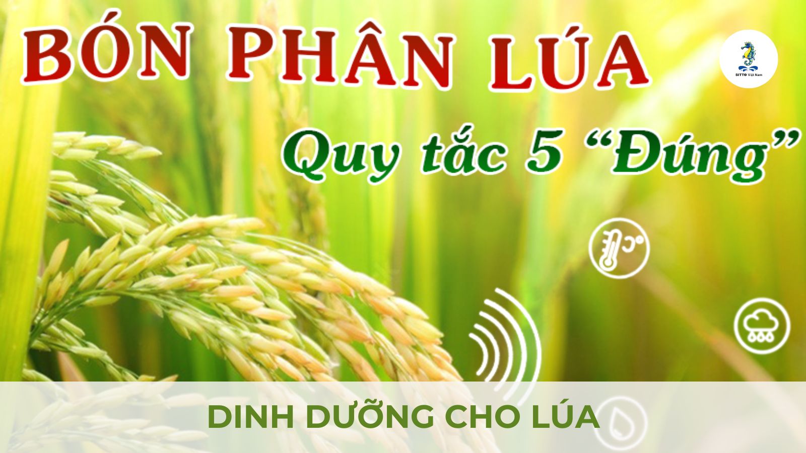 Quản lý dinh dưỡng cho lúa - Quy tắc 5 đúng