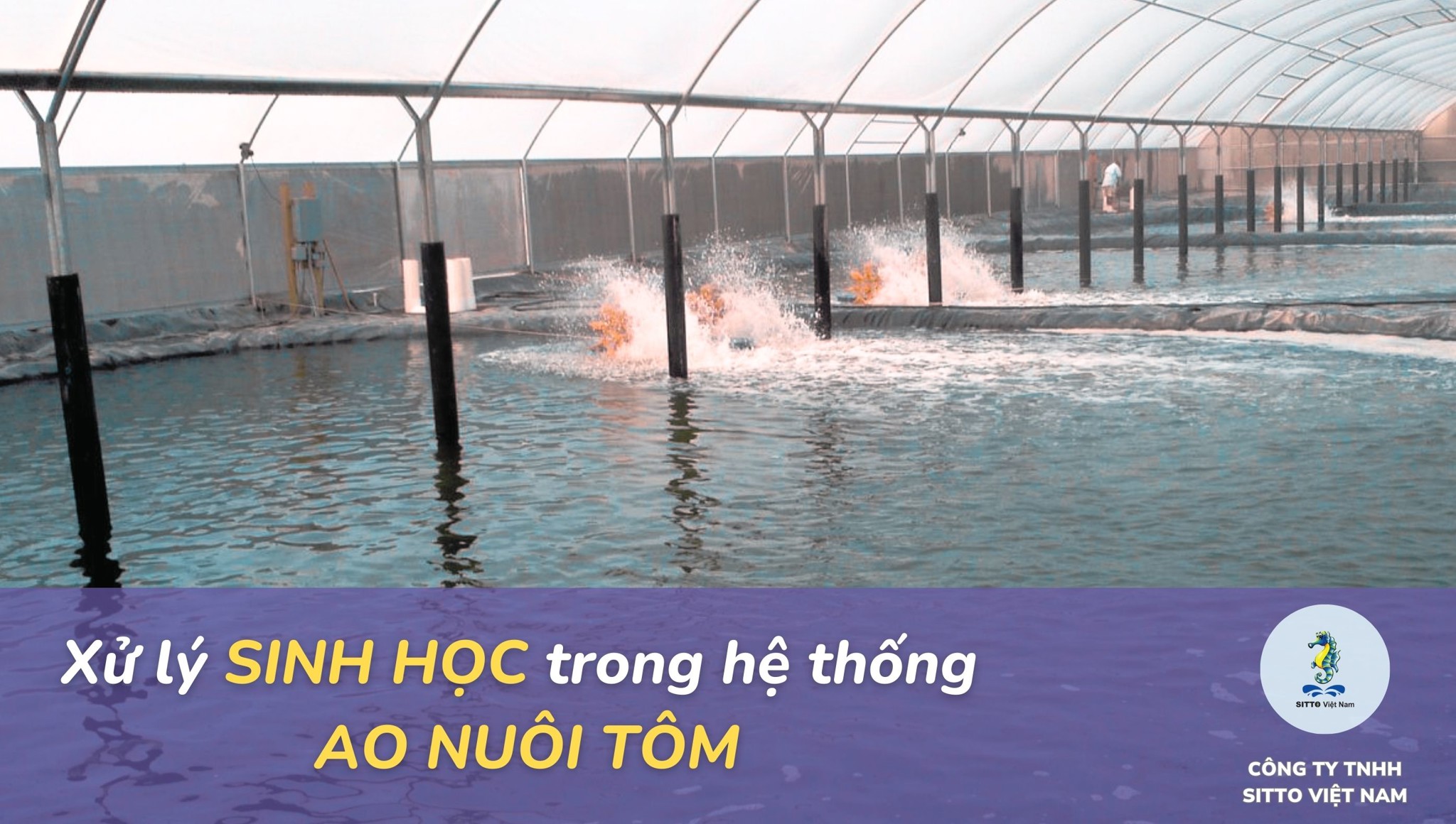 Phương pháp xử lý sinh học trong hệ thống ao nuôi tôm