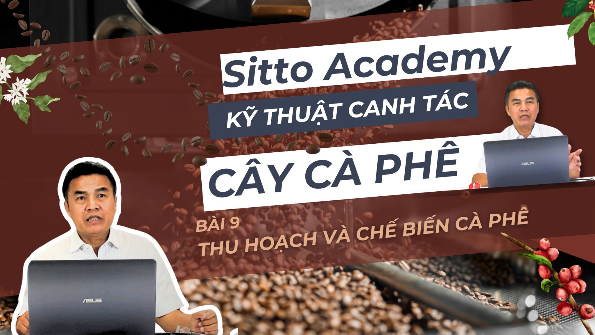 Thu hoạch và chế biến cà phê | Kỹ thuật canh tác cây cà phê