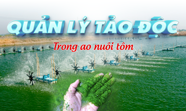 Nguyên nhân & biện pháp quản lý tảo độc trong ao nuôi tôm