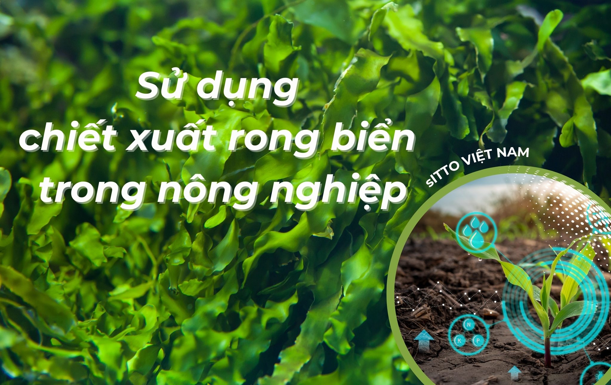 Sử dụng chiết xuất rong biển trong nông nghiệp