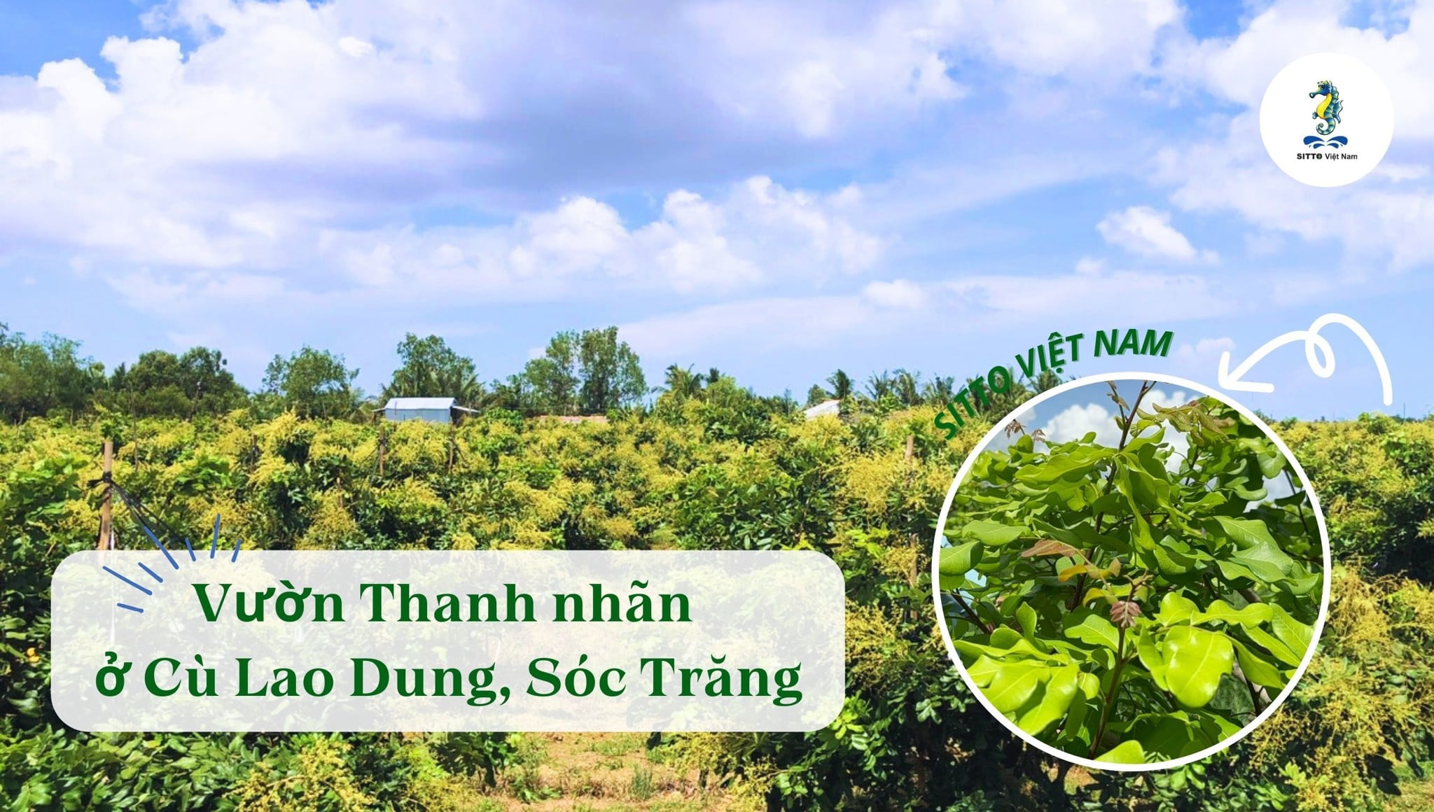 Kỹ thuật chăm sóc vườn Thanh nhãn ở Cù Lao Dung, Sóc Trăng