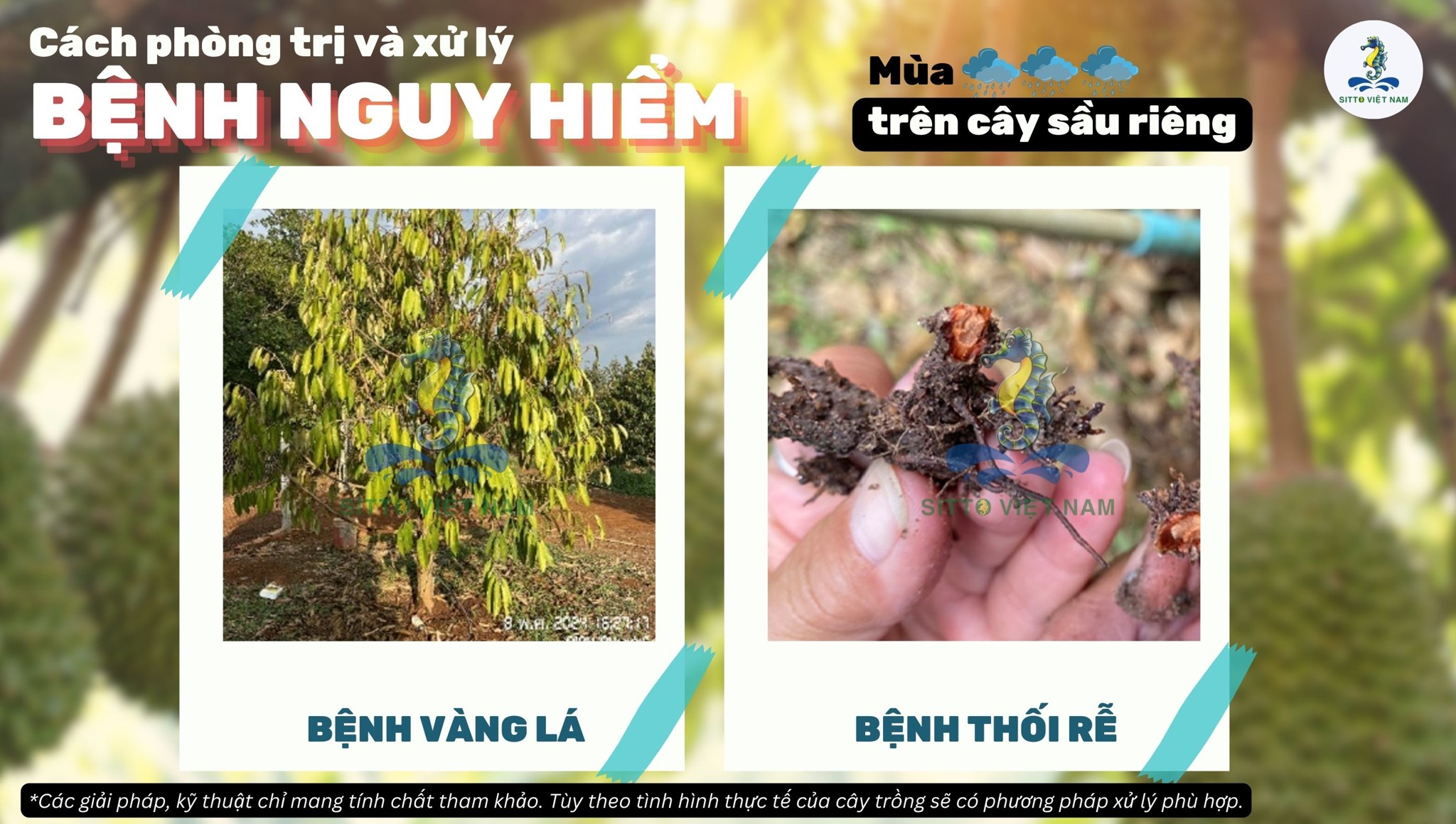 Bệnh vàng lá thối rễ - Bệnh nguy hiểm trên cây sầu riêng mùa mưa