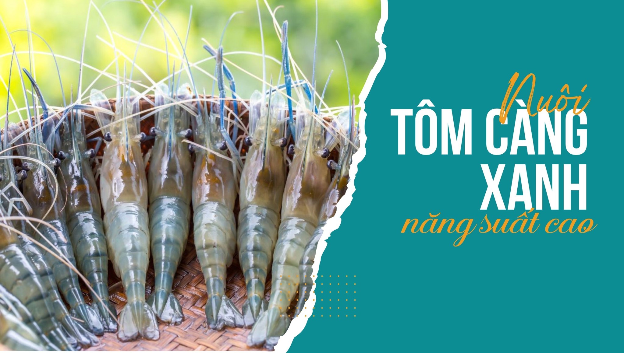 Nuôi tôm càng xanh: Hiệu quả kinh tế và bí quyết thành công