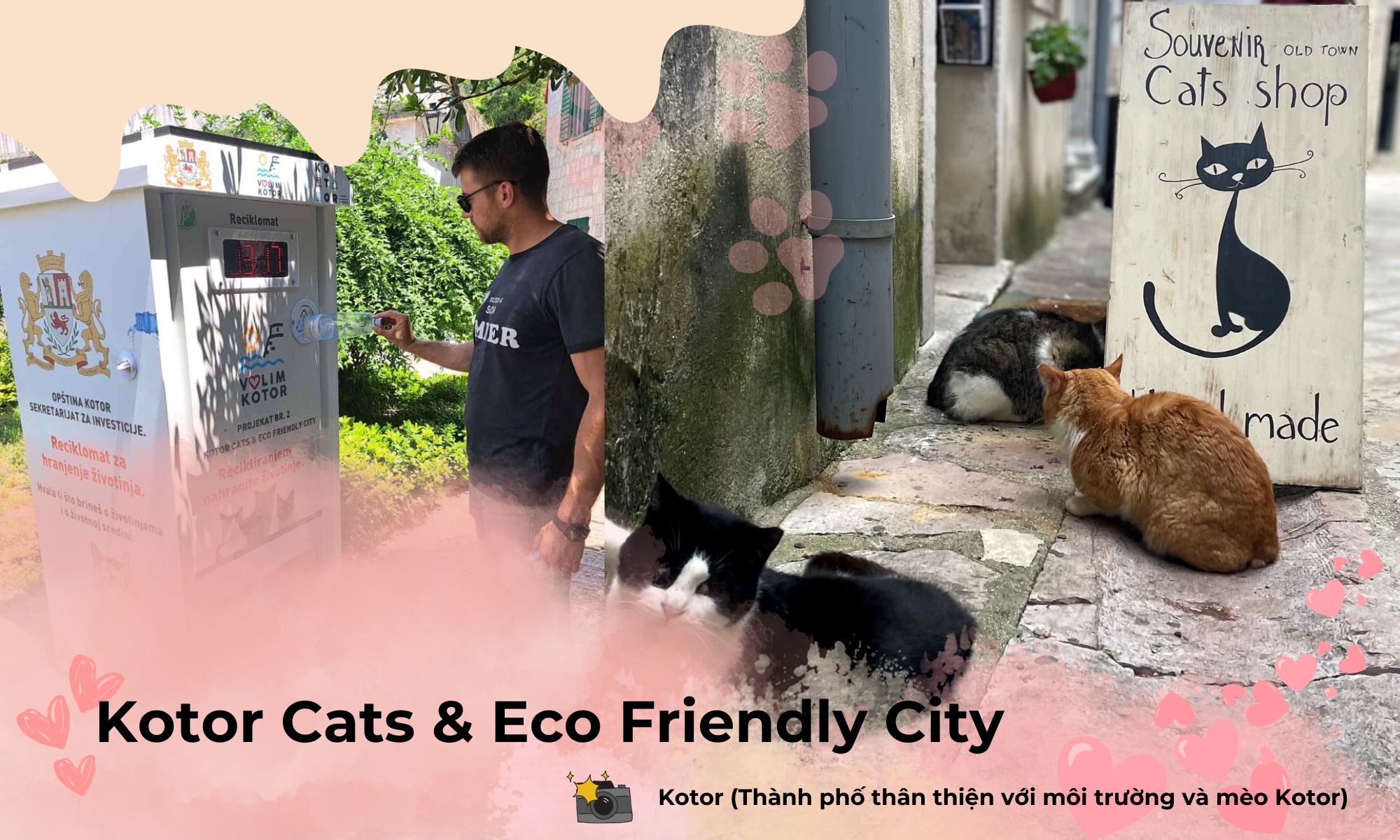 Kotor Cats And Eco Friendly City - Giảm thiểu rác thải bằng cách đổi chai nhựa thành thức ăn cho mèo tại Kotor