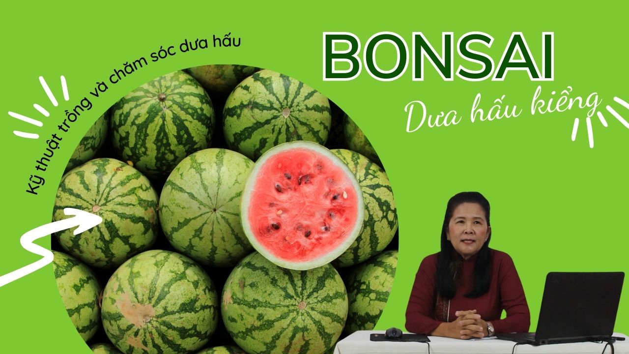 Dưa hấu kiểng BONSAI | Kỹ thuật trồng và chăm sóc dưa hấu