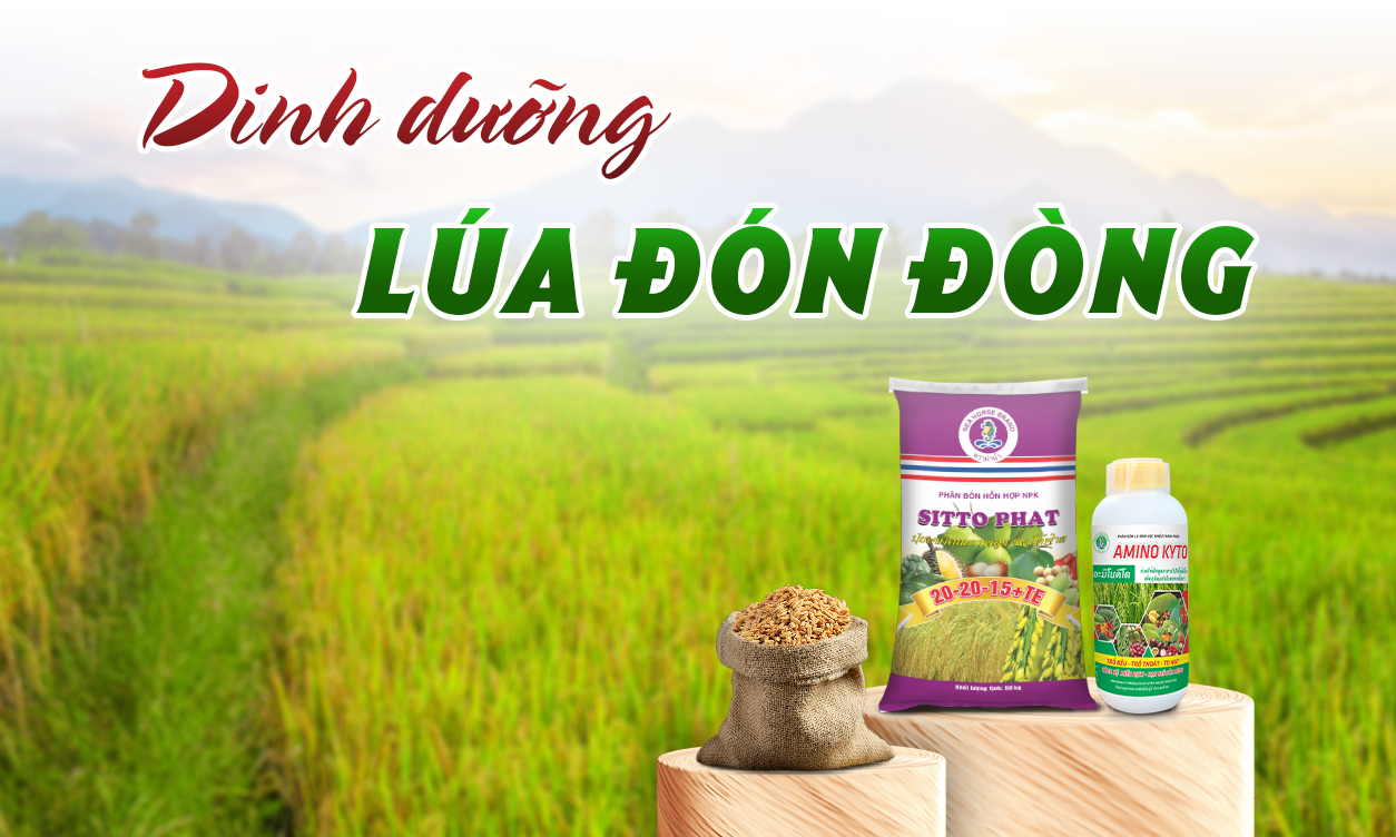 Phương Pháp Chăm Sóc Lúa Giai Đoạn Làm Đòng: Thời Điểm Bón & Lượng Bón | SITTO eShop