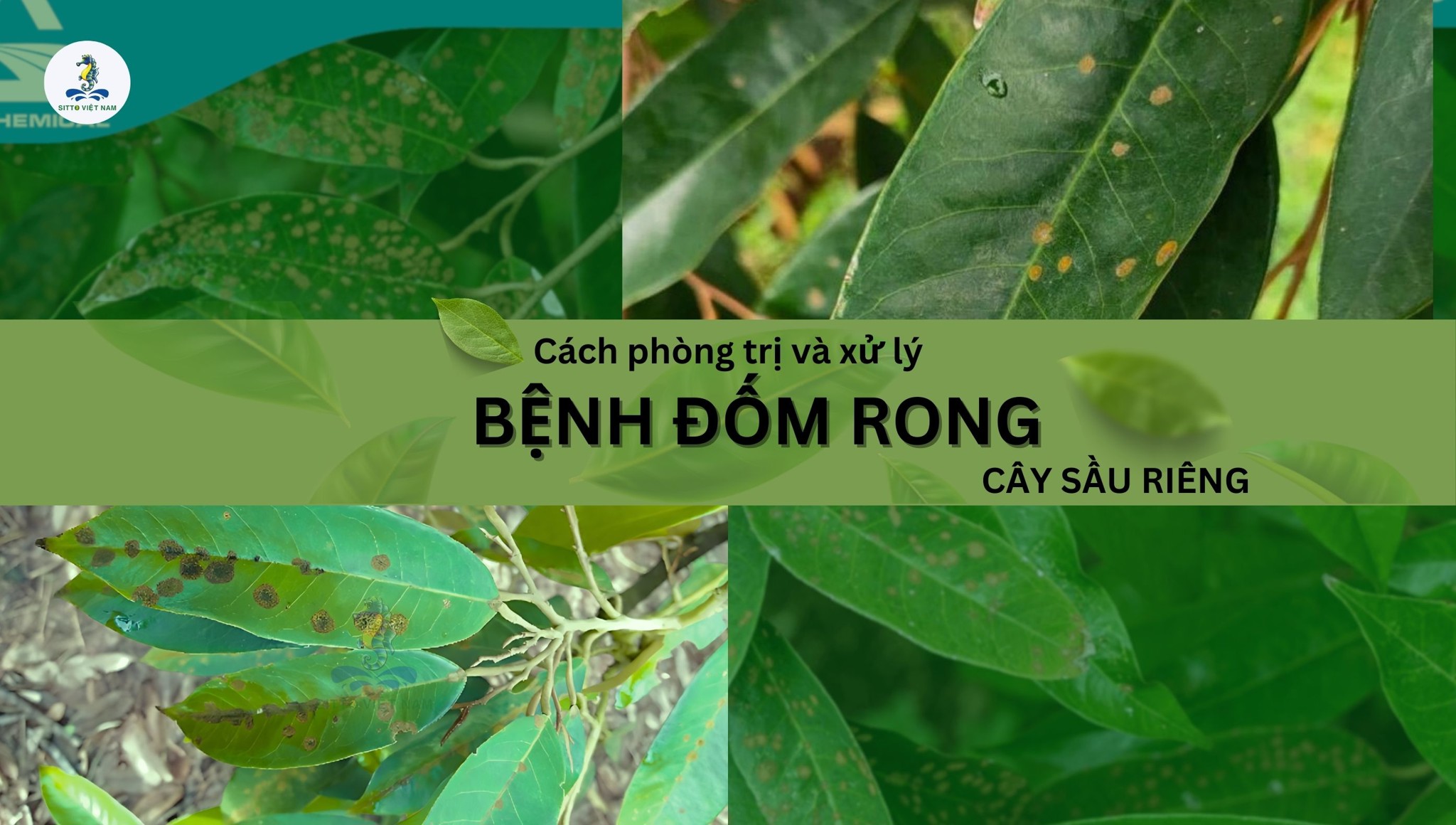 Bệnh đốm rong trên cây sầu riêng mùa mưa: Nguyên nhân, triệu chứng và cách xử lý